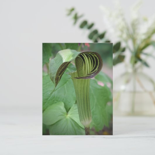 Briefkaart van Jack-in-the-Pulpit (Staand voorkant)