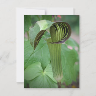 Briefkaart van Jack-in-the-Pulpit