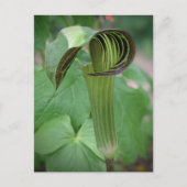 Briefkaart van Jack-in-the-Pulpit (Voorkant)