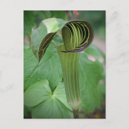 Briefkaart van Jack-in-the-Pulpit (Voorkant)