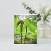 Briefkaart van Jack-in-the-Pulpit (Staand voorkant)
