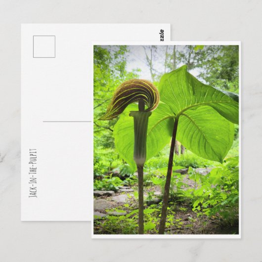 Briefkaart van Jack-in-the-Pulpit (Voorkant / Achterkant)