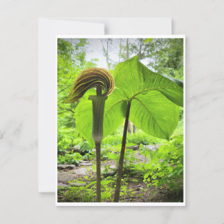 Briefkaart van Jack-in-the-Pulpit