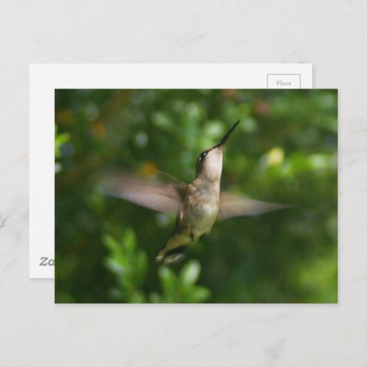 Briefkaart van kalkoenen (Voorkant / Achterkant)