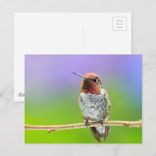 Briefkaart van kalkoenen (Voorkant / Achterkant)