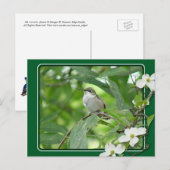 Briefkaart van kalkoenen (Voorkant / Achterkant)