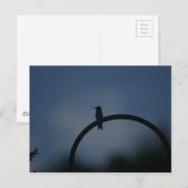 Briefkaart van kalkoenen (Voorkant / Achterkant)