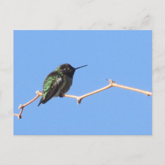 Briefkaart van kalkoenen (Voorkant)