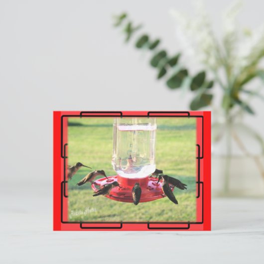 Briefkaart van kalkoenen (Staand voorkant)