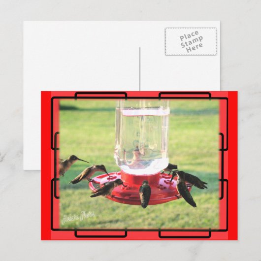 Briefkaart van kalkoenen (Voorkant / Achterkant)