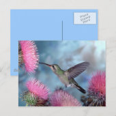 Briefkaart van kalkoenen (Voorkant / Achterkant)