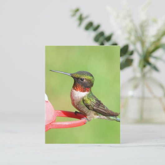 Briefkaart van kalkoenen (Staand voorkant)