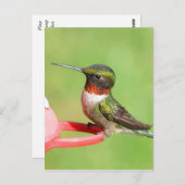 Briefkaart van kalkoenen (Voorkant / Achterkant)