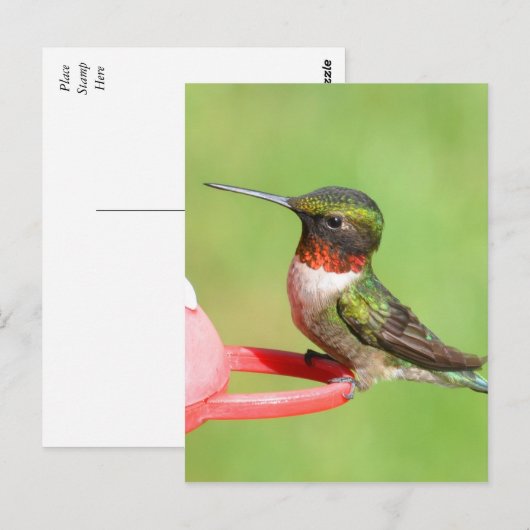 Briefkaart van kalkoenen (Voorkant / Achterkant)