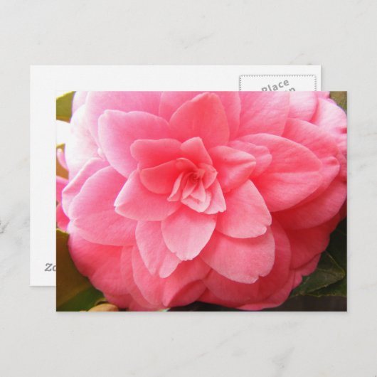 Briefkaart van kamellia (Voorkant / Achterkant)