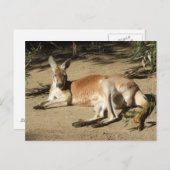 Briefkaart van Kangaroo (Voorkant / Achterkant)