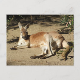 Briefkaart van Kangaroo