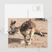 Briefkaart van Kangaroo (Voorkant / Achterkant)