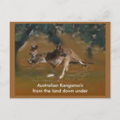 Briefkaart van Kangaroo (Voorkant)