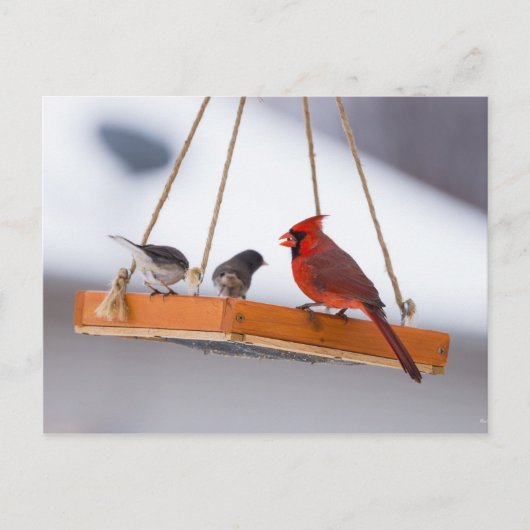 Briefkaart van kardinaal en Juncos (Voorkant)