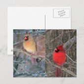 Briefkaart van kardinaal koppel (Voorkant / Achterkant)