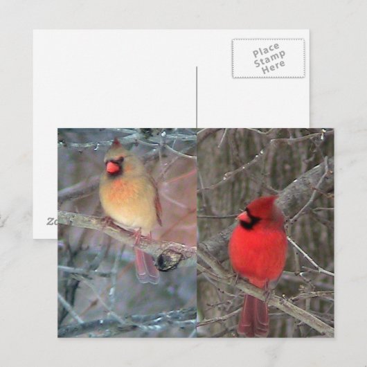 Briefkaart van kardinaal koppel (Voorkant / Achterkant)