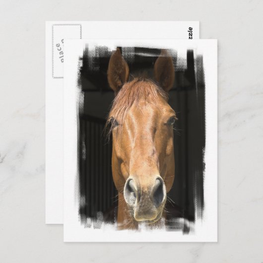 Briefkaart van kastanjepaarden (Voorkant / Achterkant)
