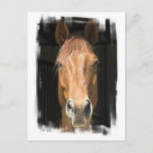 Briefkaart van kastanjepaarden (Voorkant)