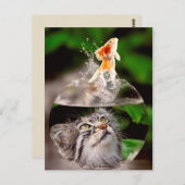 briefkaart van kat en goudvis (Voorkant / Achterkant)