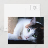Briefkaart van kat met krasende post. (Voorkant / Achterkant)