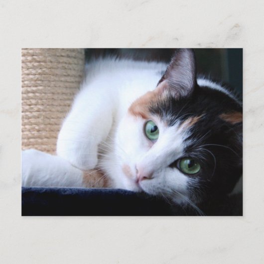 Briefkaart van kat met krasende post. (Voorkant)