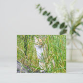 Briefkaart van kat van peek-a-boe (Staand voorkant)