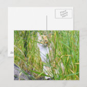 Briefkaart van kat van peek-a-boe (Voorkant / Achterkant)