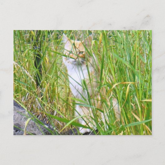 Briefkaart van kat van peek-a-boe (Voorkant)