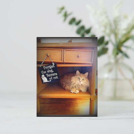 briefkaart van katten (Staand voorkant)