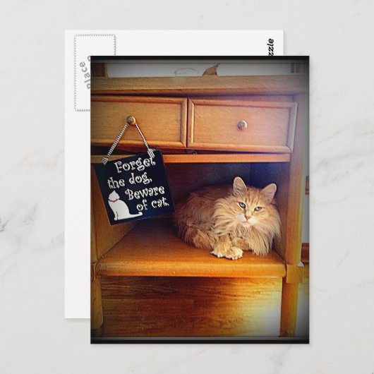 briefkaart van katten (Voorkant / Achterkant)