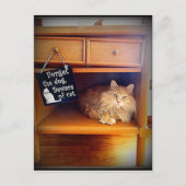 briefkaart van katten (Voorkant)