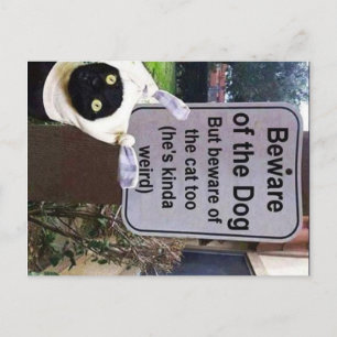 briefkaart van katten