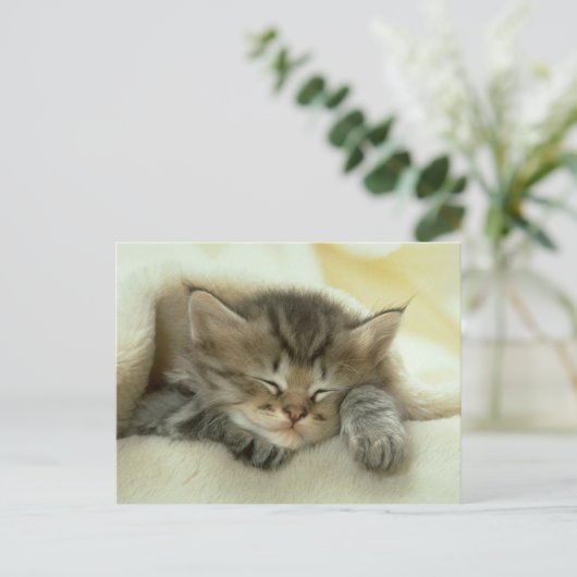 briefkaart van katten (Staand voorkant)