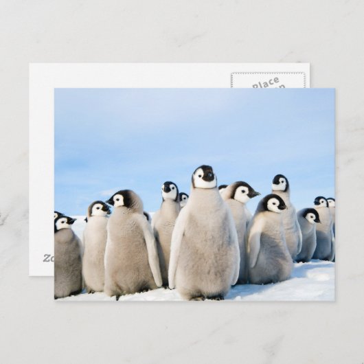 Briefkaart van keiwitten (Voorkant / Achterkant)