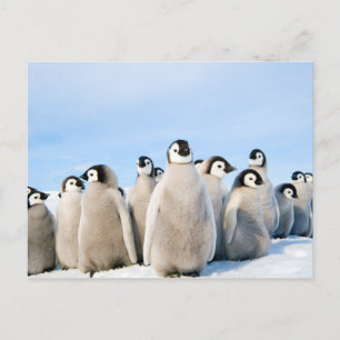 Briefkaart van keiwitten