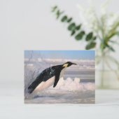 Briefkaart van keizersarctische en antarctische pi (Staand voorkant)