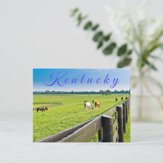 Briefkaart van Kentucky. Paarden op het boerderij. (Staand voorkant)