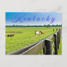 Briefkaart van Kentucky. Paarden op het boerderij.