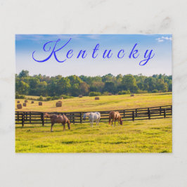 Briefkaart van Kentucky. Paarden op het boerderij.