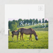 Briefkaart van Kentucky. Paarden op het boerderij. (Voorkant / Achterkant)