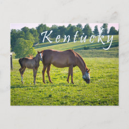 Briefkaart van Kentucky. Paarden op het boerderij.
