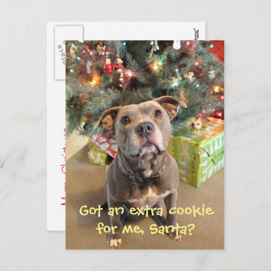 Briefkaart van Kerstmis van het Koekje van Pitbull (Voorkant / Achterkant)