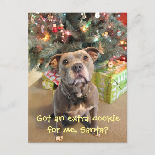 Briefkaart van Kerstmis van het Koekje van Pitbull (Voorkant)