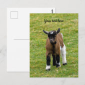 Briefkaart van Kind van Pygmy Goat (Voorkant / Achterkant)